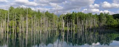 Blue pond reflecting the sky and lined by trees