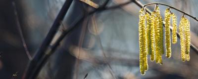 tree branch