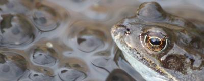 A dark green frog sitting in water