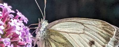 Green veined white butterfly on pink budelia