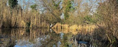Grey Heron perched on edge of Holland Park pond
