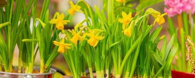 Daffodils in bloom