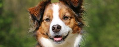 Close-up of a brown and white dog outdoors