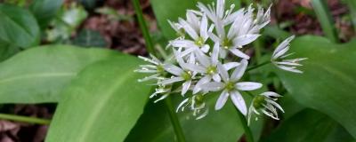 Wild garlic plant with white blossoms