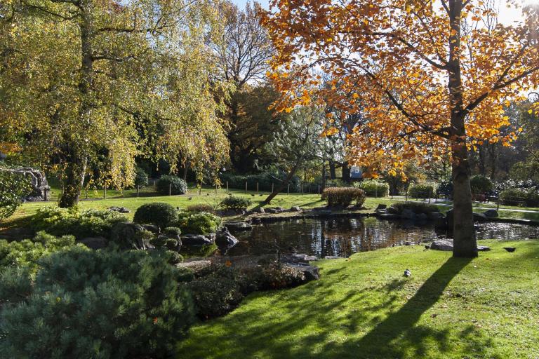 Park on a sunny day with trees, and autumnal leaves