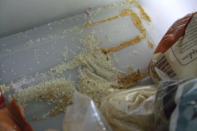 Mouse droppings found in restaurant