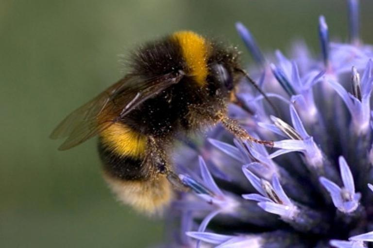 Bumblebee_Newsroom.jpg Bumblebee_Newsroom.jpg