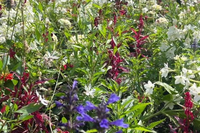 Summer flowers in Holland Park