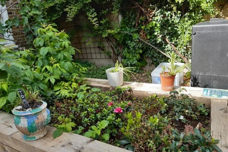general garden image of plants and pot plants