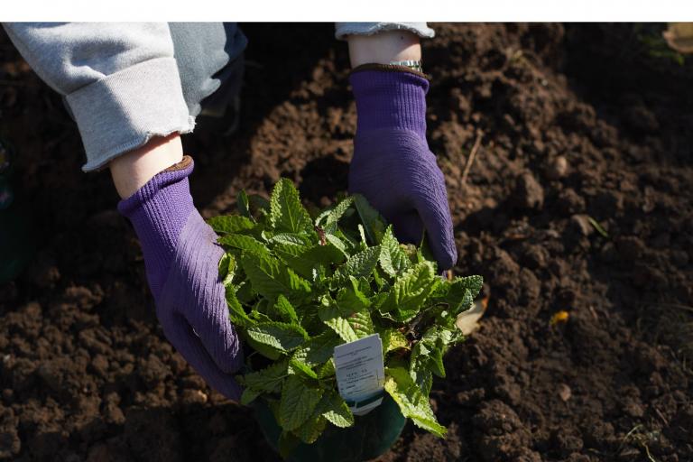 Person's hands planting flowers in a garden