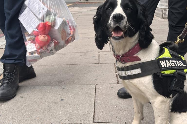 Sniffer dogs on patrol with Trading Standards