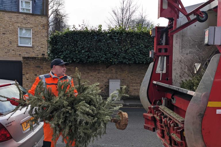 A refuse collector placing a Christmas tree into a waste collection vehicle for recycling