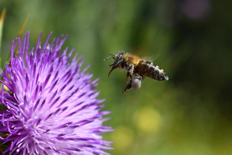 bee superhighway.jpg bee superhighway.jpg