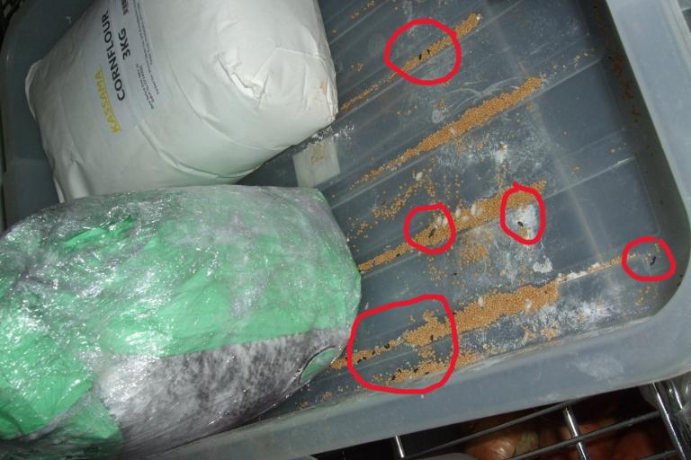 Droppings found at the former restaurant's food areas