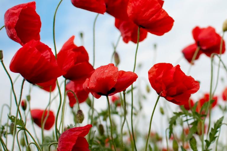 red-poppy-flower-picture-id671002194.jpg red-poppy-flower-picture-id671002194.jpg