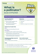 What is a pollinator? lesson plan (EYFS-KS1)