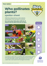 Who pollinates plants? activity sheet (KS2)