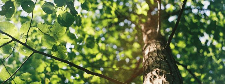 A close up of a tall tree showing a view from below