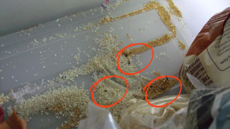 Droppings found at the former restaurant's food areas