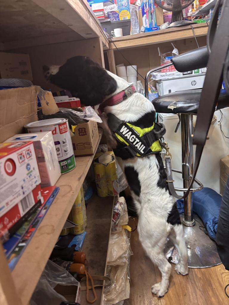 Sniffer dogs on patrol with Trading Standards