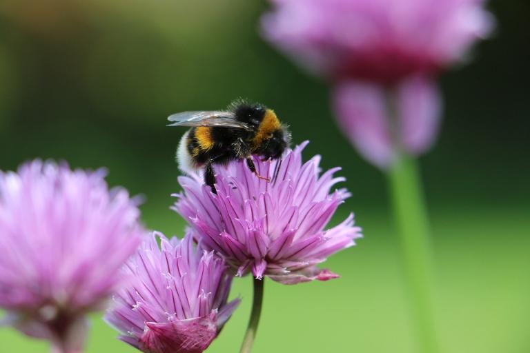 Bumblebee sitting on flower Bumblebee sitting on pink flower