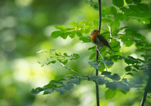 Bird sitting on tree branch