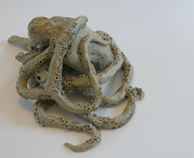 Dream of the Octopus Dream of the Octopus