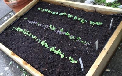 salad bed seedlings