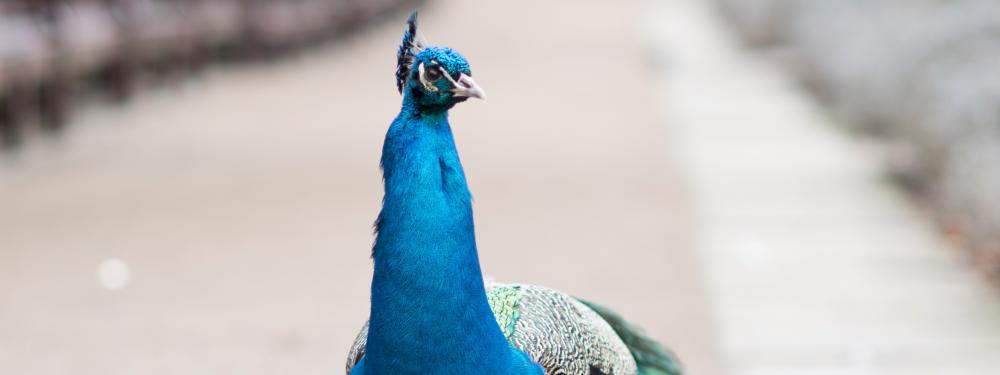 Orangery_HollandPark_March2018_007